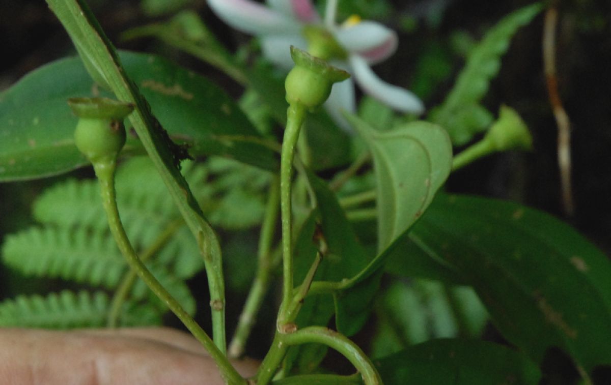 Melastomataceae Blakea 