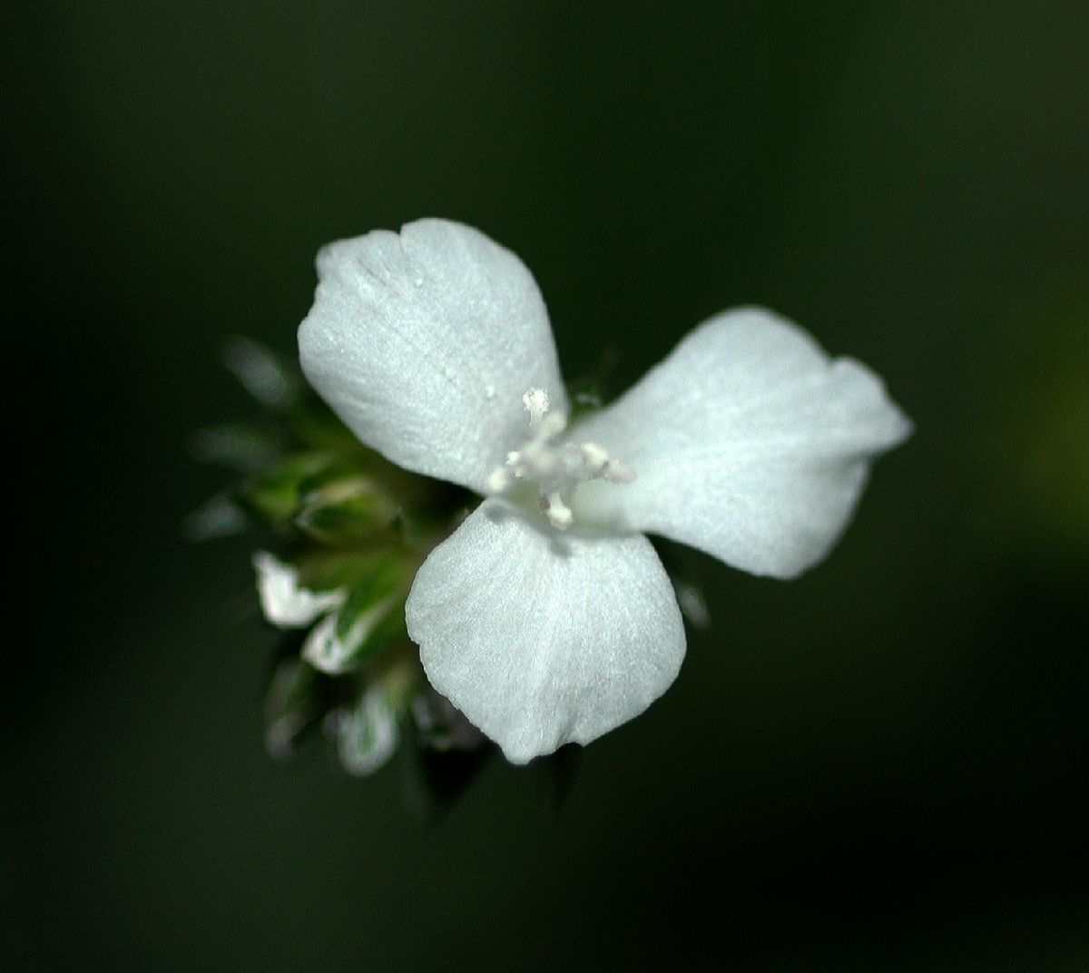 Commelinaceae Callisia elegans