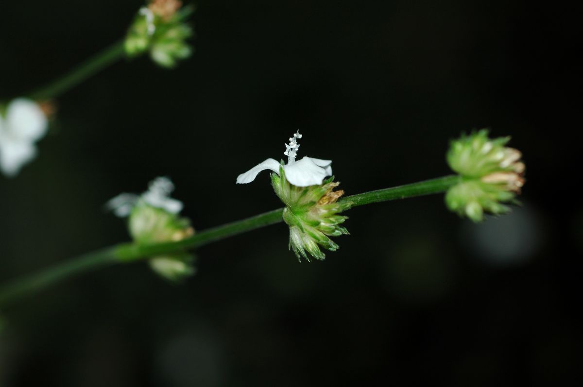 Commelinaceae Callisia elegans