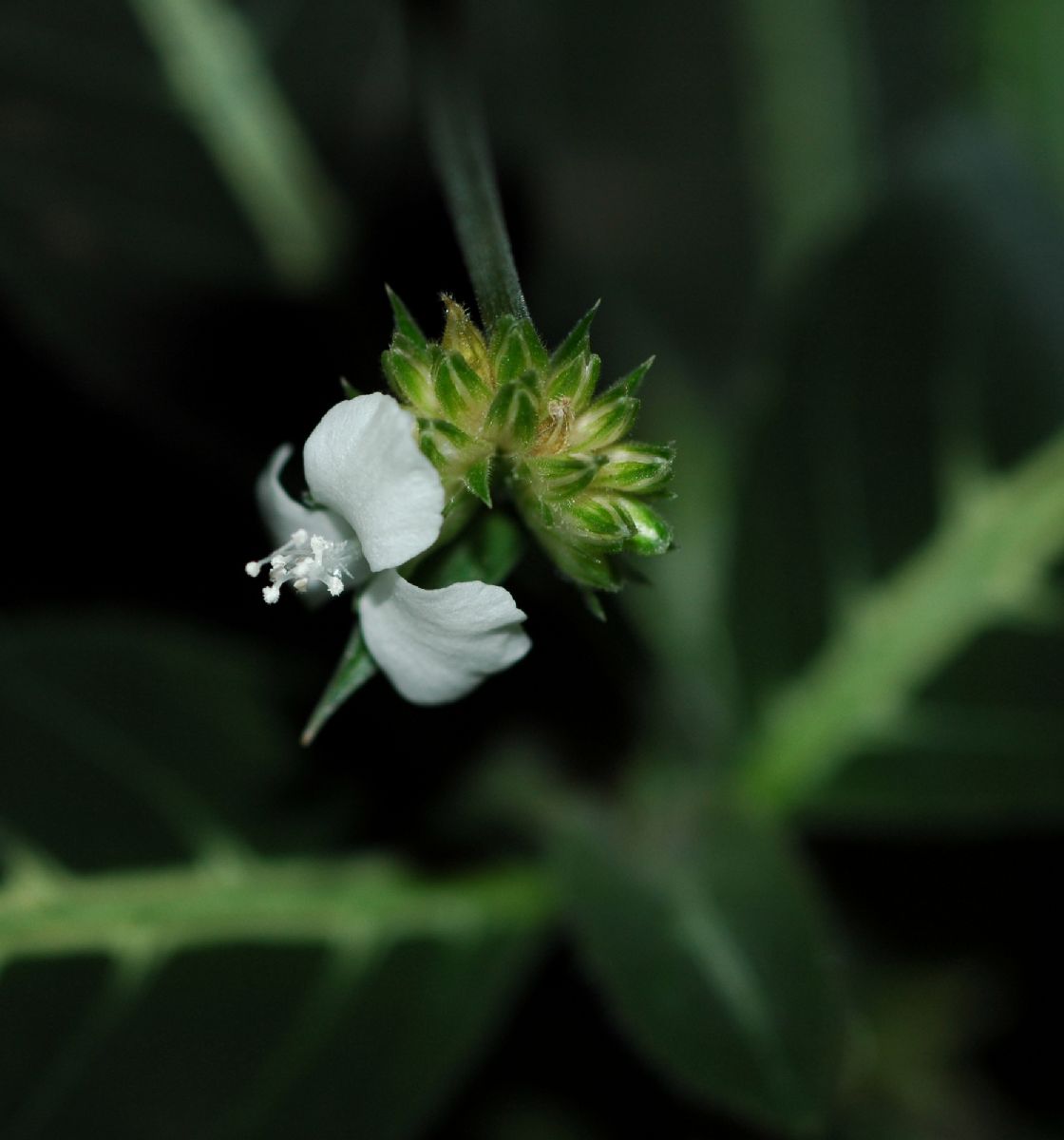 Commelinaceae Callisia elegans
