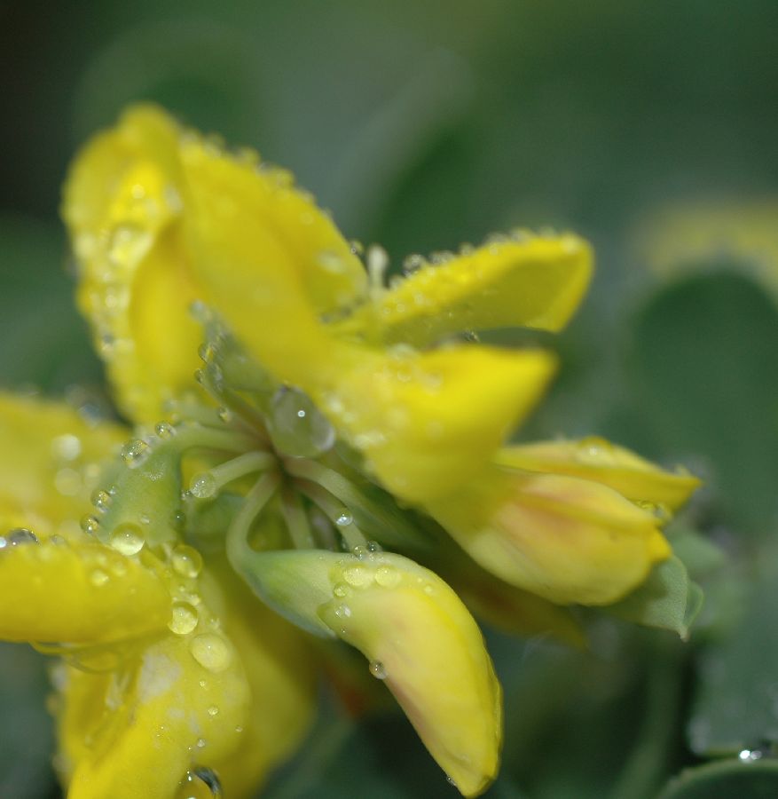 Fabaceae Coronilla glauca