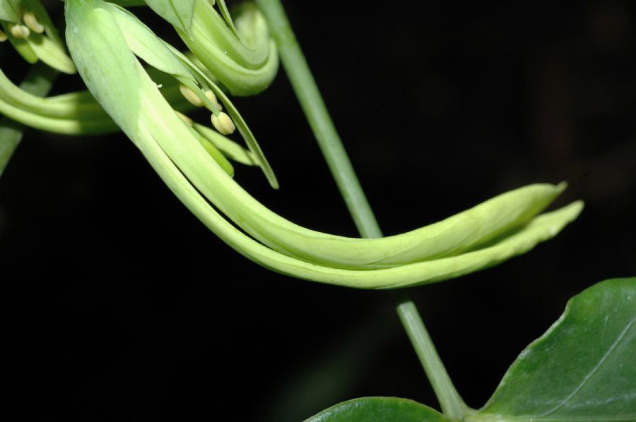 Capparaceae Euadenia eminens