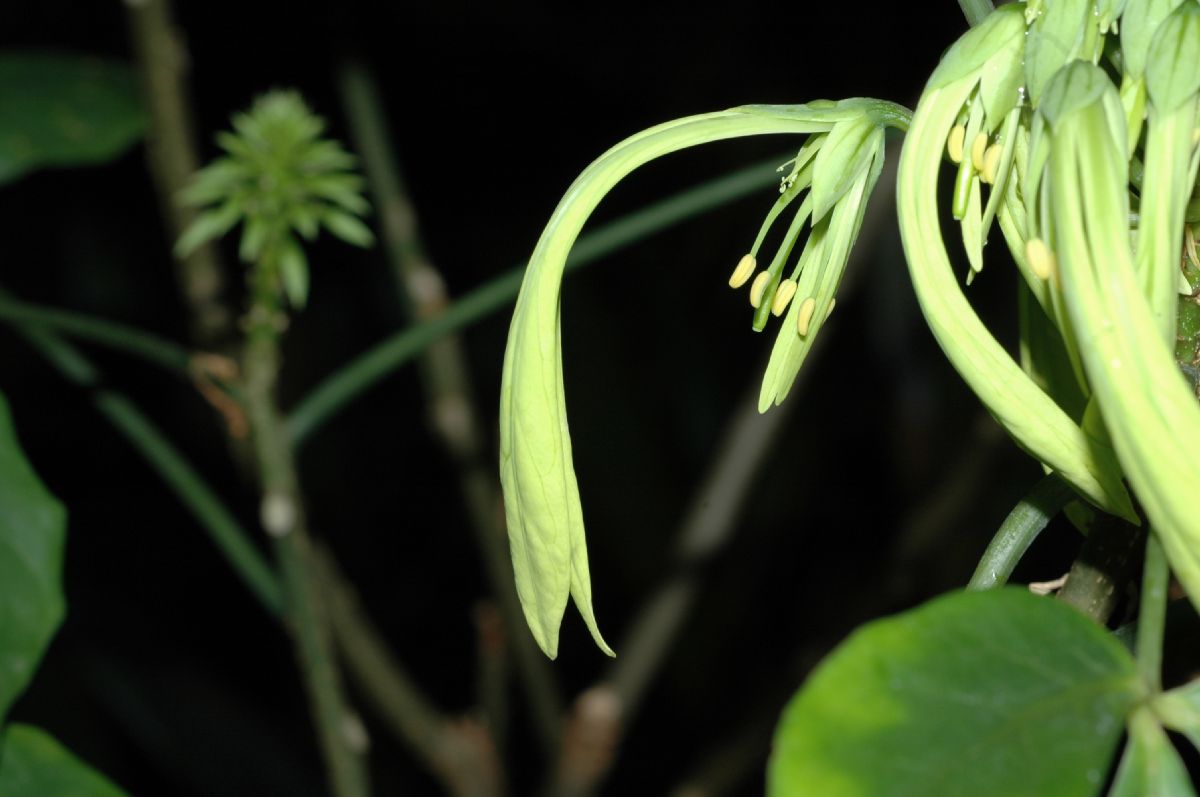 Capparaceae Euadenia eminens