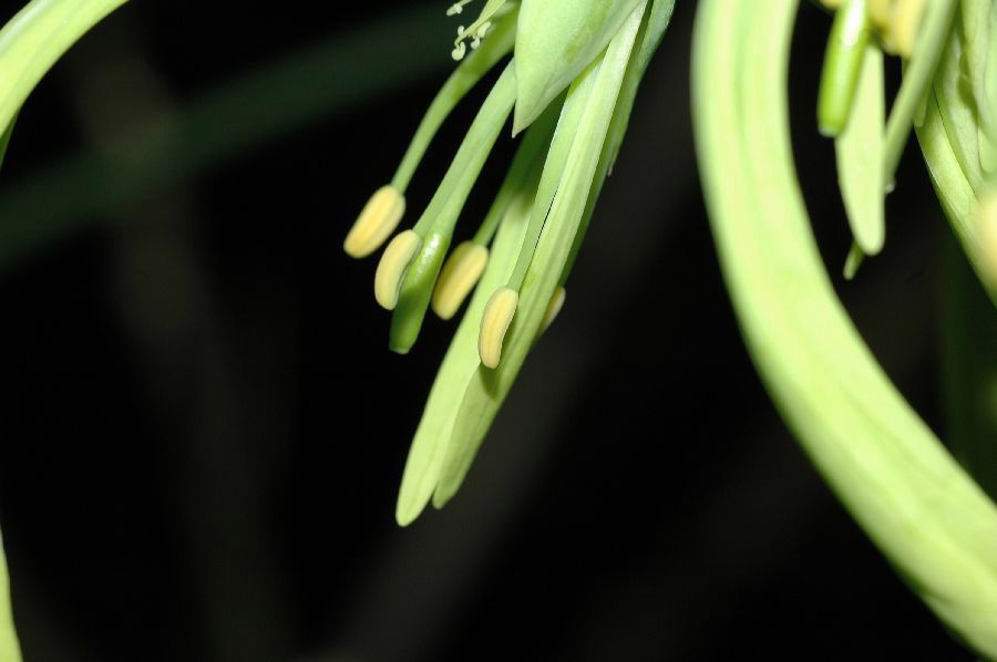 Capparaceae Euadenia eminens