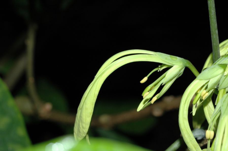 Capparaceae Euadenia eminens