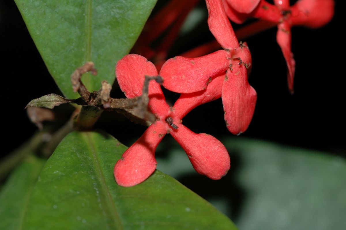 Rubiaceae Ixora coccinea