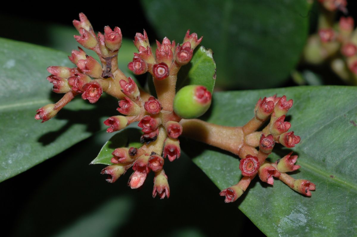 Rubiaceae Ixora coccinea