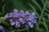 image of Lavandula canariensis