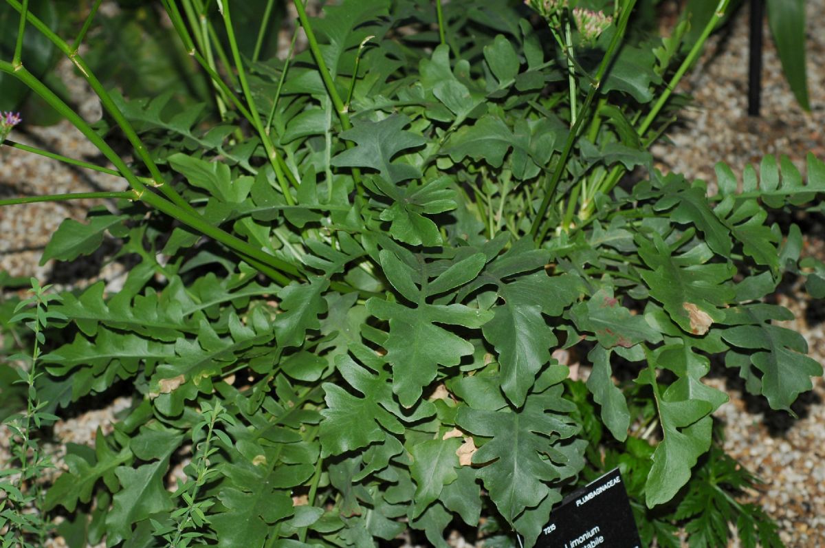 Plumbaginaceae Limonium spectabile