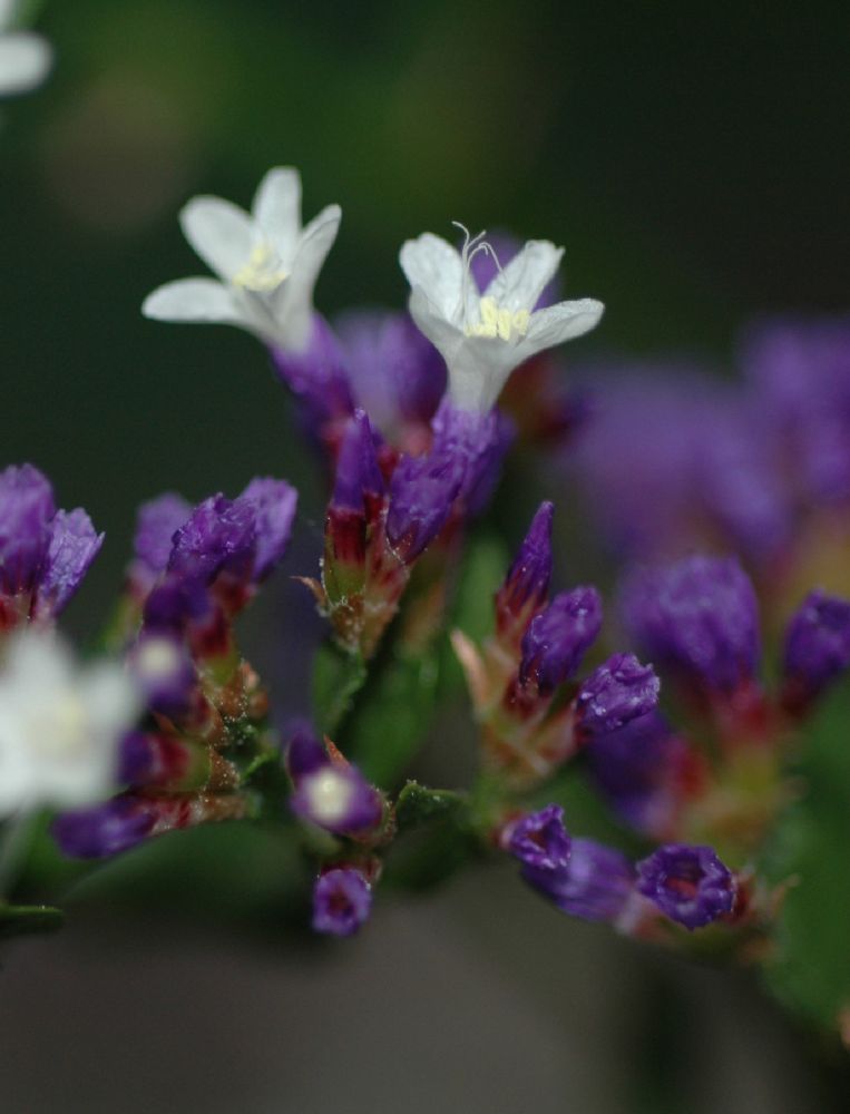 Plumbaginaceae Limonium spectabile