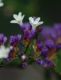 image of Limonium spectabile