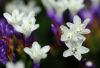 image of Limonium spectabile