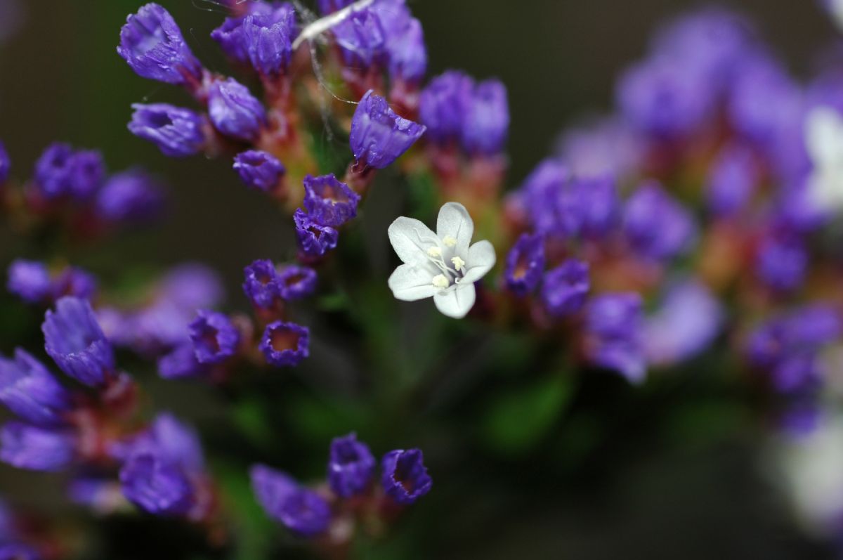 Plumbaginaceae Limonium spectabile