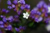 image of Limonium spectabile