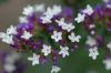 image of Limonium spectabile