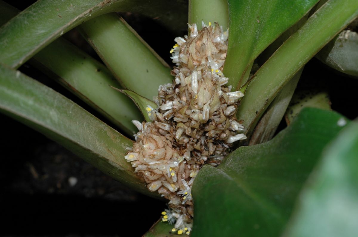 Commelinaceae Palisota barterii