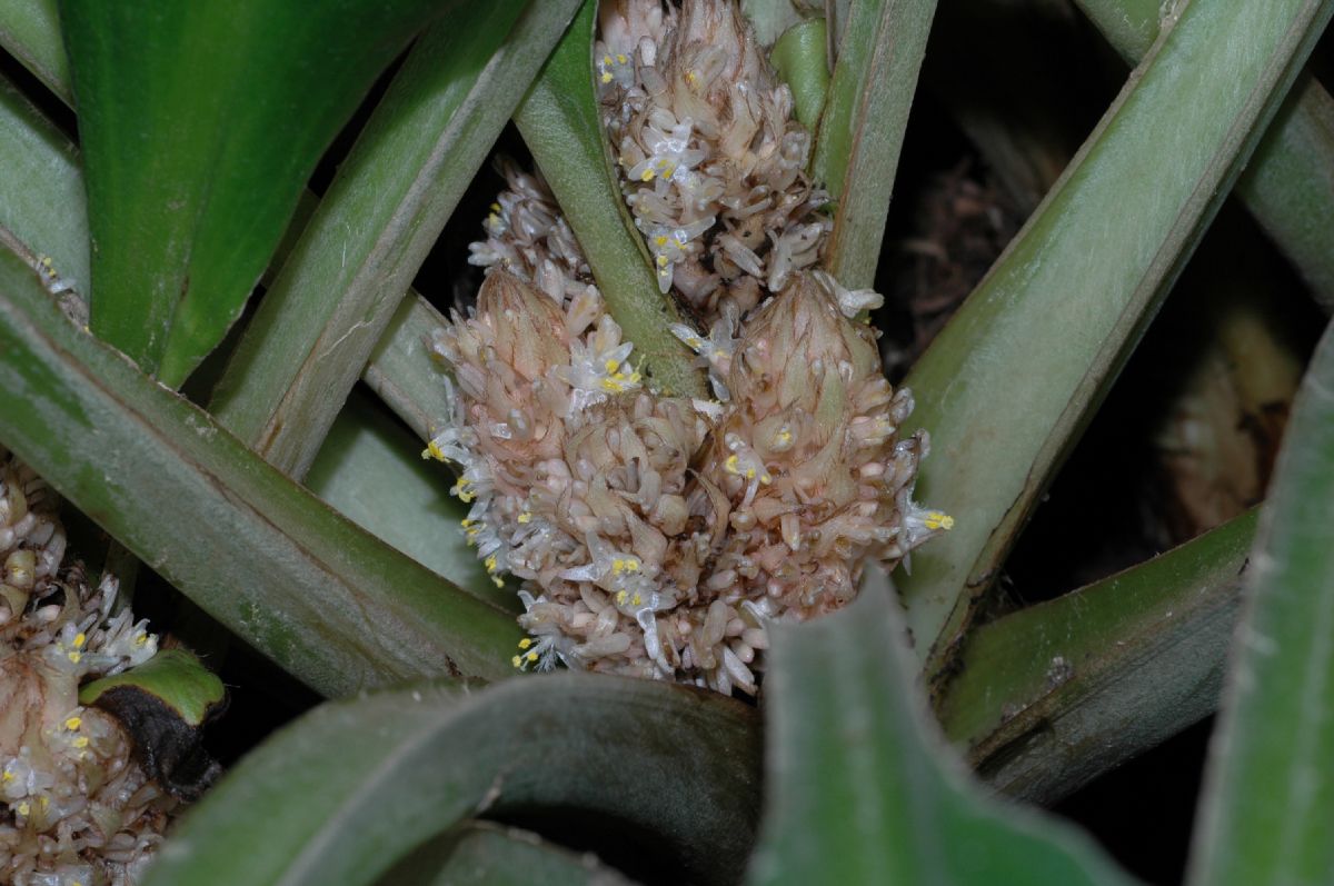 Commelinaceae Palisota barterii