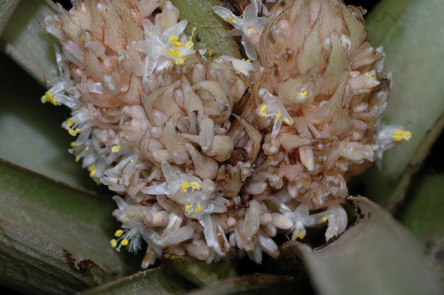Commelinaceae Palisota barterii