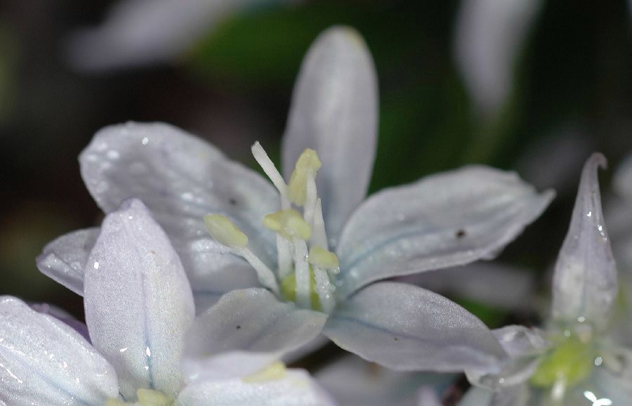 Hyacinthaceae Scilla mischischenkoana