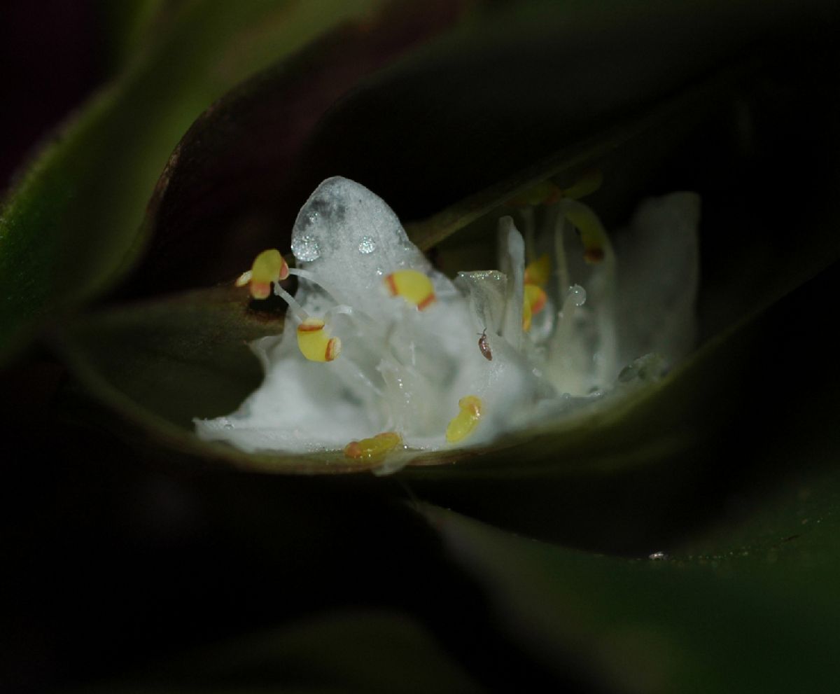 Commelinaceae Tradescantia spathacea