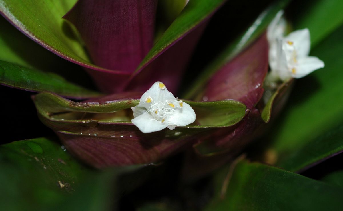 Commelinaceae Tradescantia spathacea