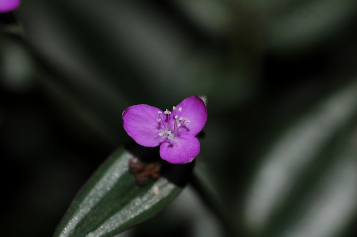 Commelinaceae Tradescantia zebrina
