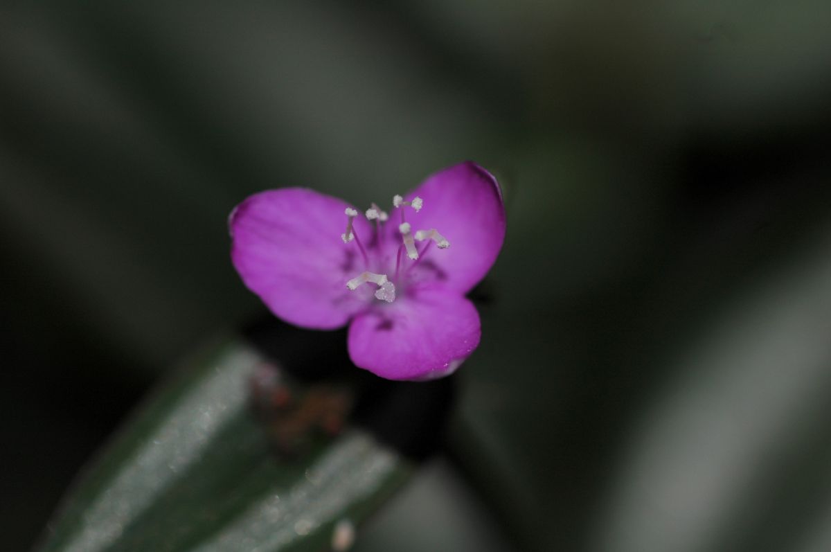 Commelinaceae Tradescantia zebrina