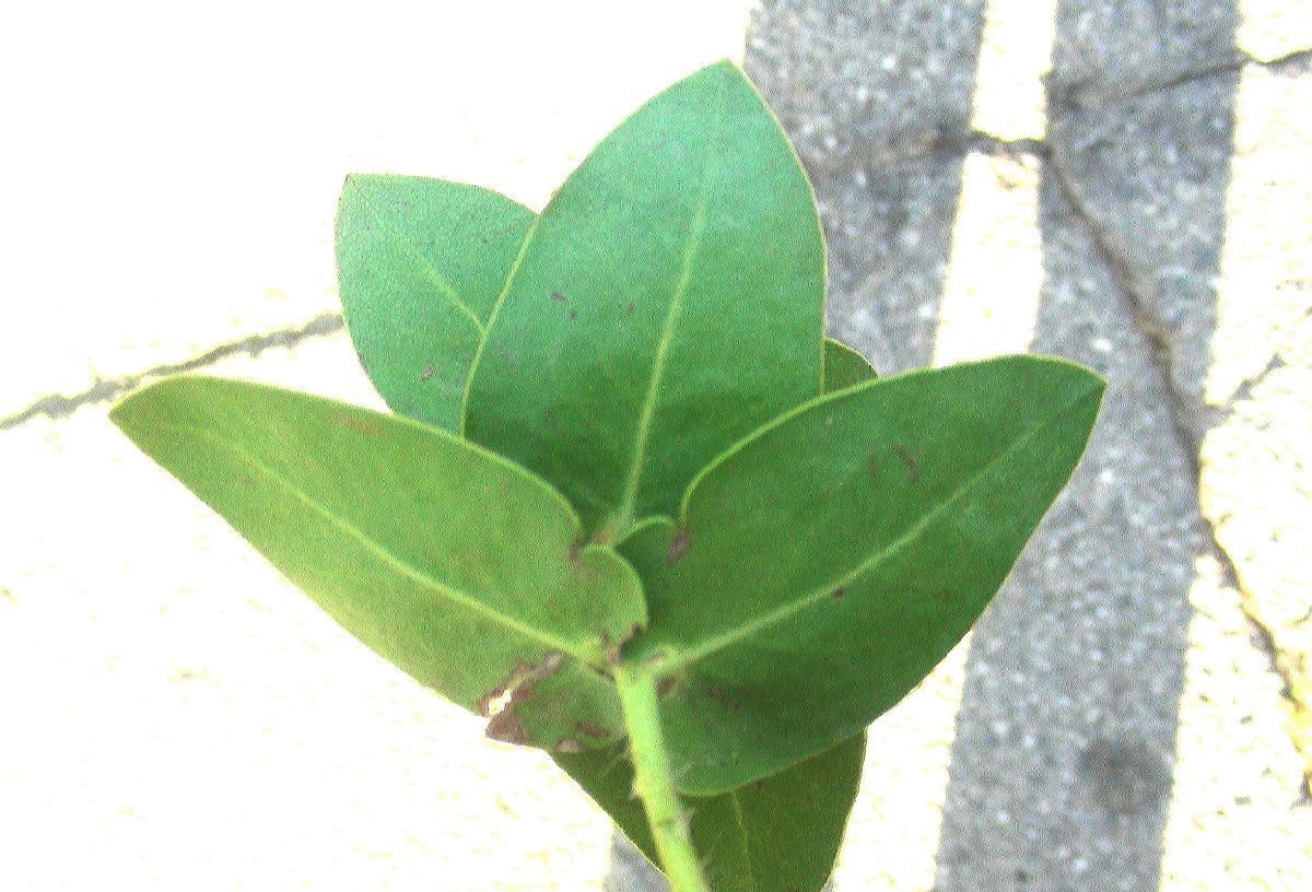 Ericaceae Arctostaphylos osoensis