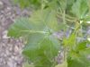 image of Lavatera assurgentiflora