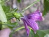 image of Lavatera assurgentiflora