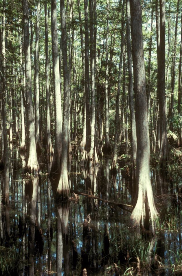 Cupressaceae Taxodium distichium