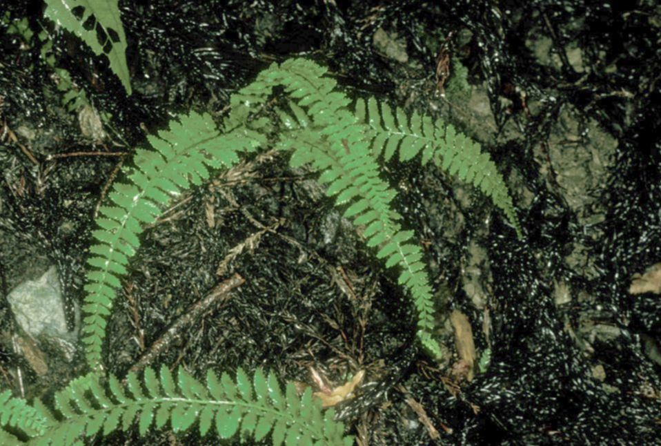 Dennstaedtiaceae Monachosorum maximowiczii