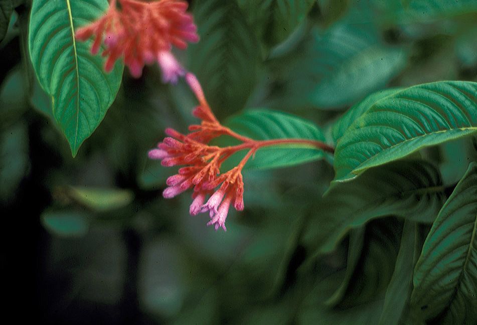 Rubiaceae Palicourea 