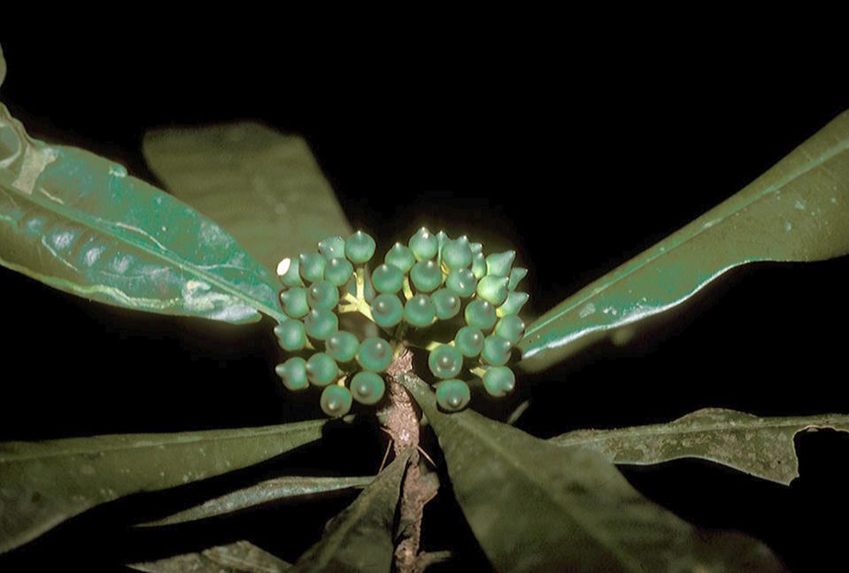 Gentianaceae Potalia turbinata