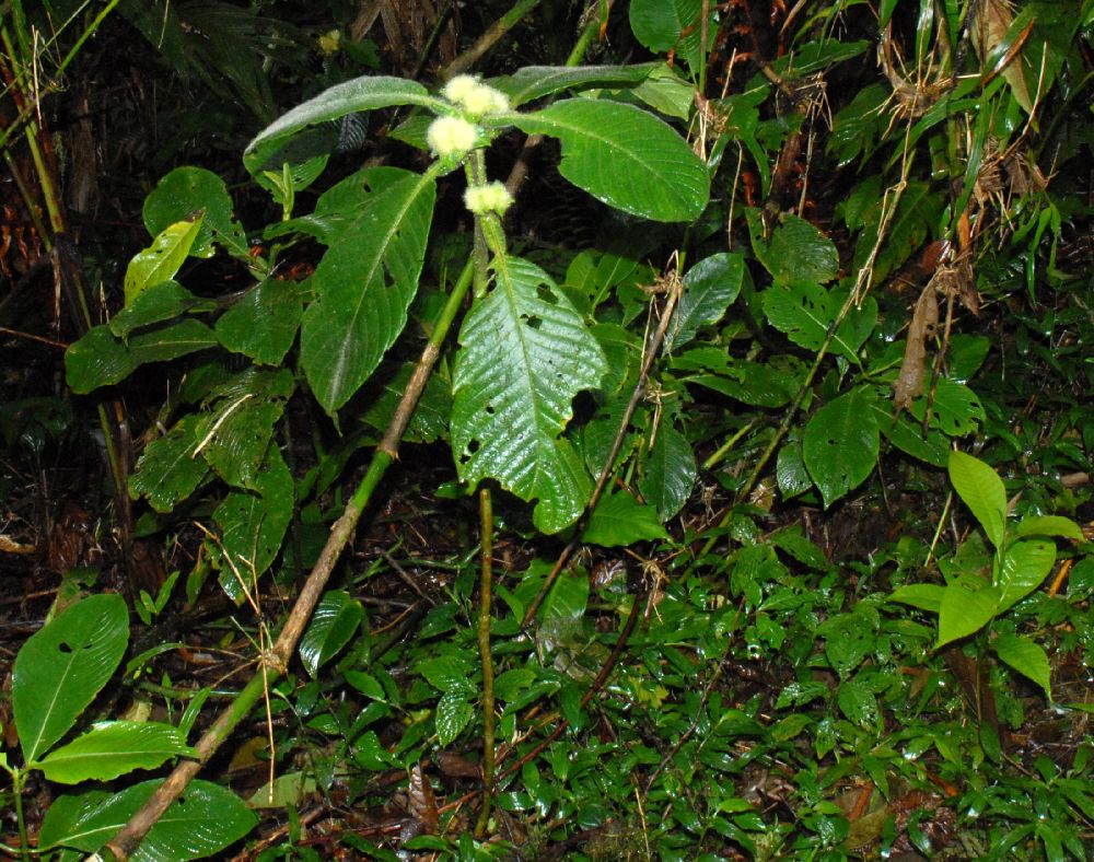 Rubiaceae Hoffmannia vesciculifera