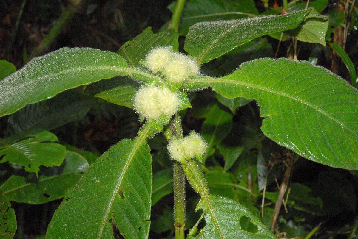 Rubiaceae Hoffmannia vesciculifera