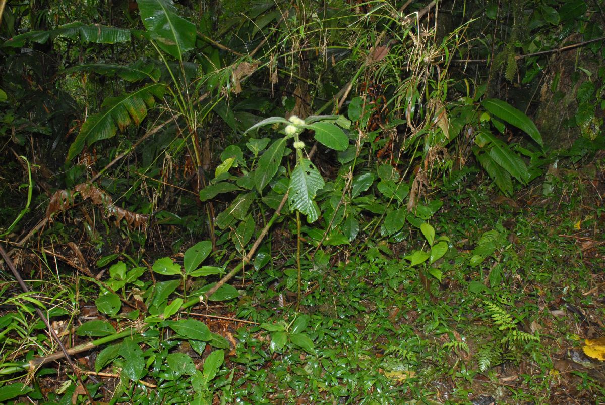 Rubiaceae Hoffmannia vesciculifera