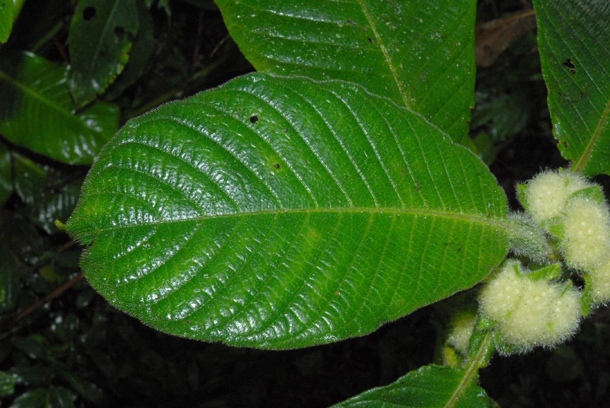 Rubiaceae Hoffmannia vesciculifera