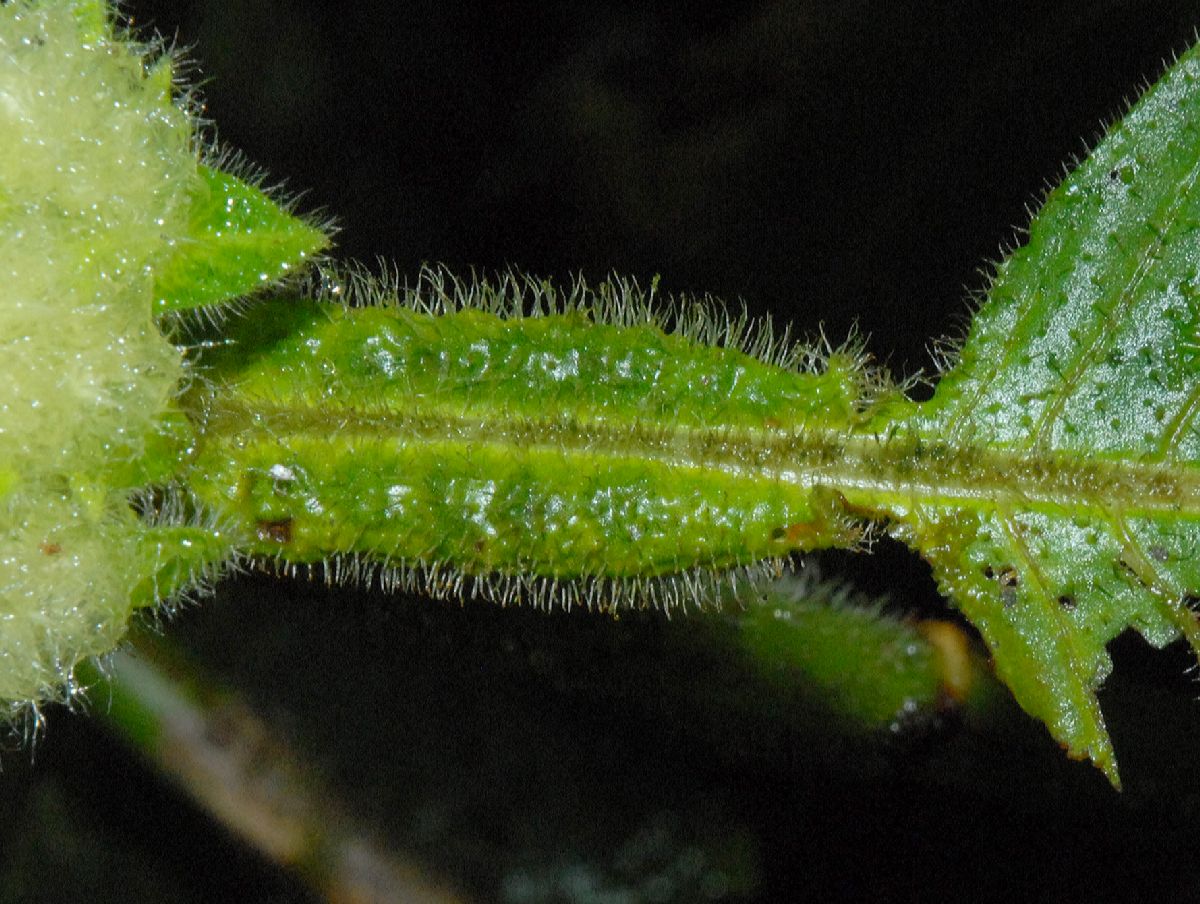 Rubiaceae Hoffmannia vesciculifera