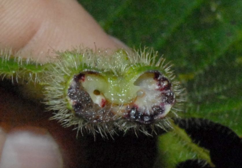 Rubiaceae Hoffmannia vesciculifera