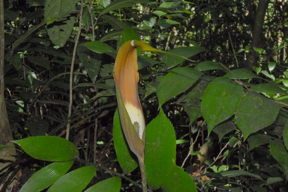 Araceae Dracontium 