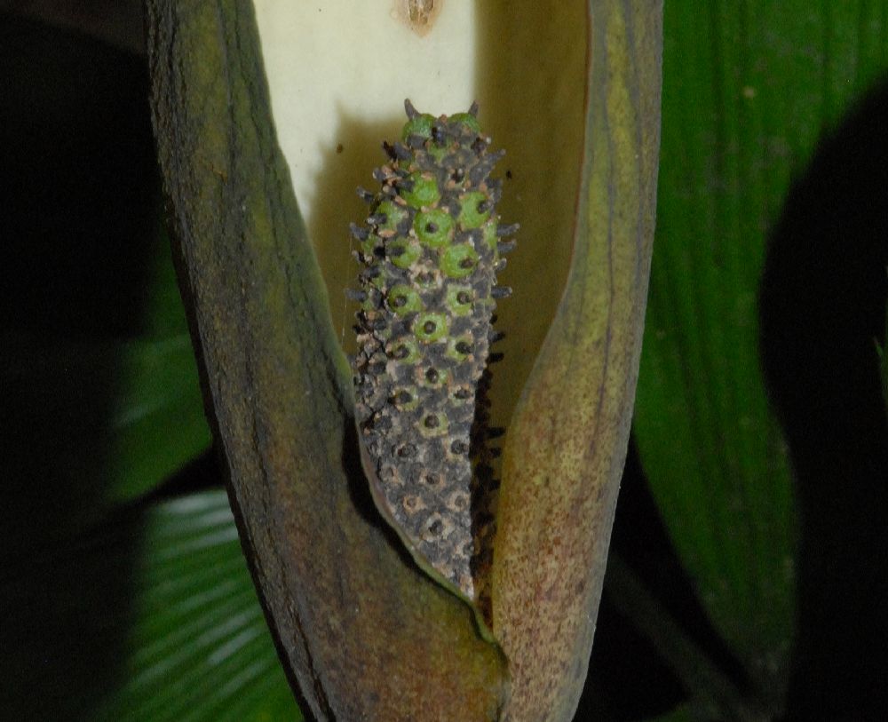Araceae Dracontium 