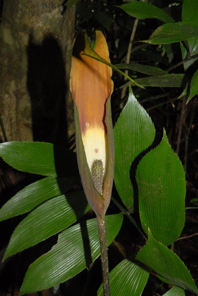 Araceae Dracontium 