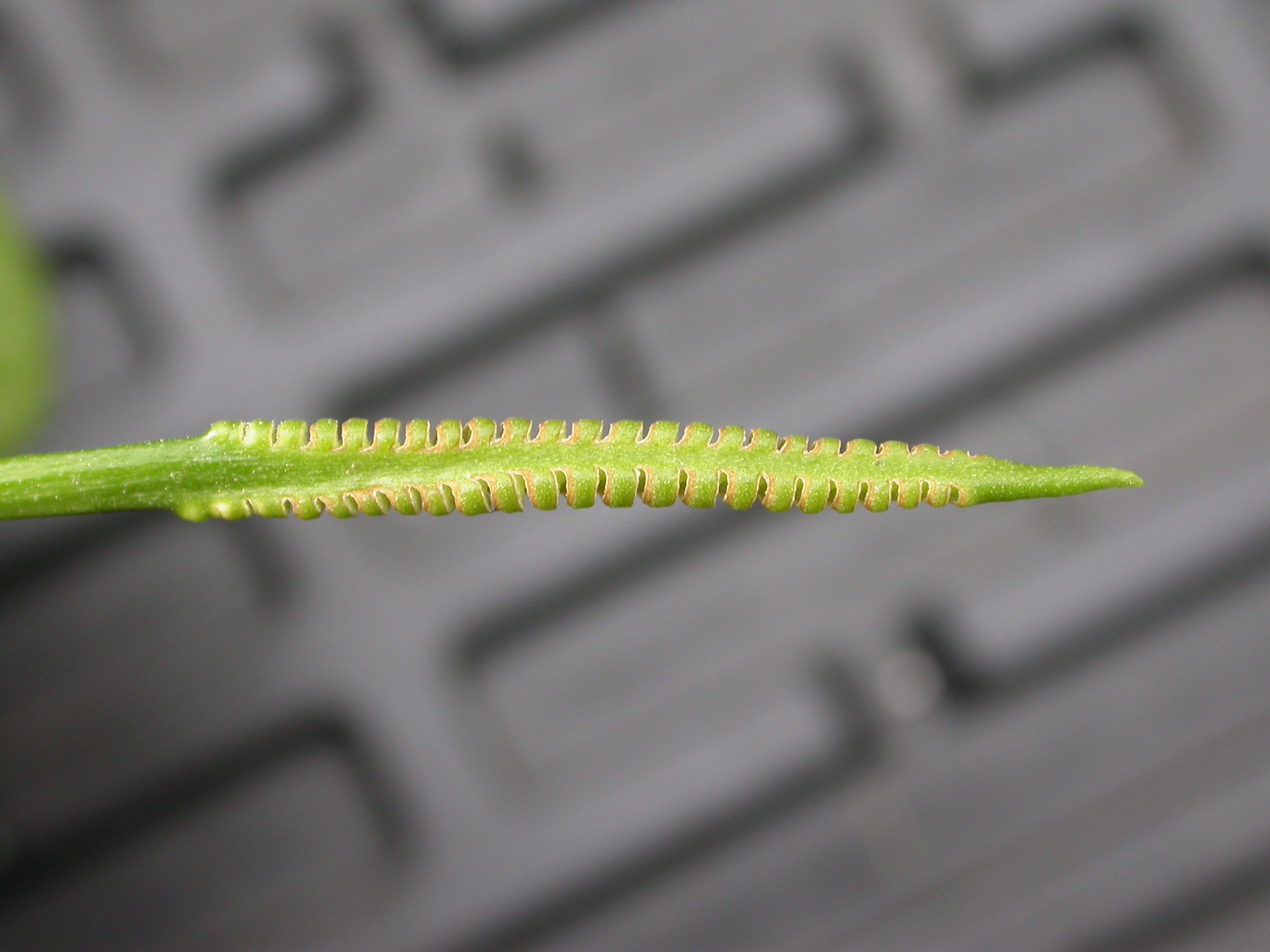 Ophioglossaceae Ophioglossum reticulatum