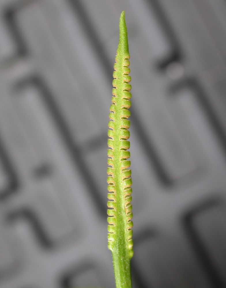 Ophioglossaceae Ophioglossum reticulatum