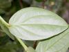 image of Macleania cordifolia