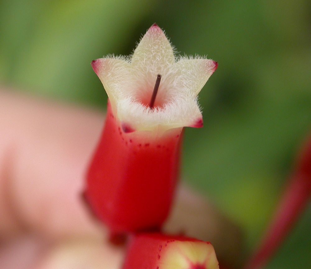 Ericaceae Macleania cordifolia