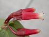 image of Macleania cordifolia