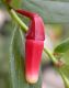 image of Macleania cordifolia