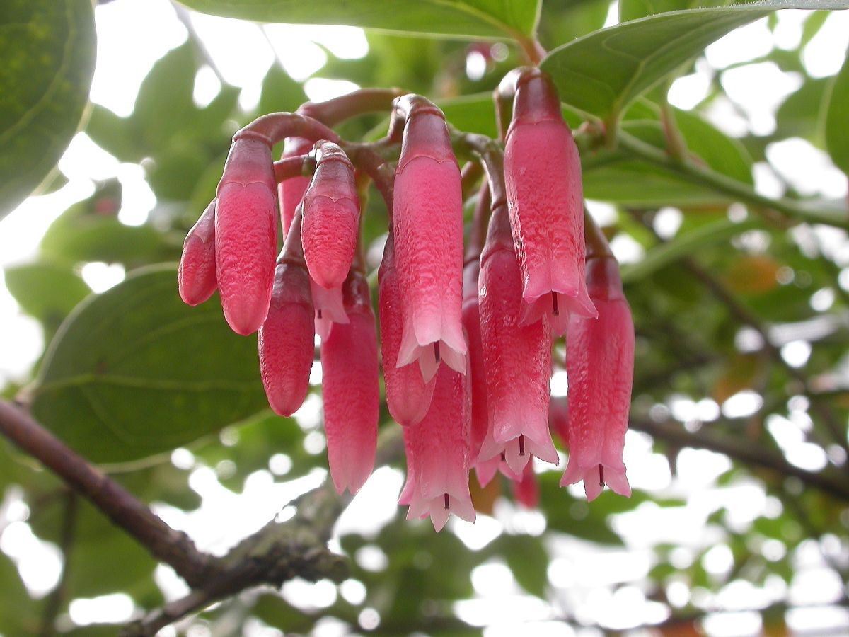 Ericaceae Macleania cordifolia